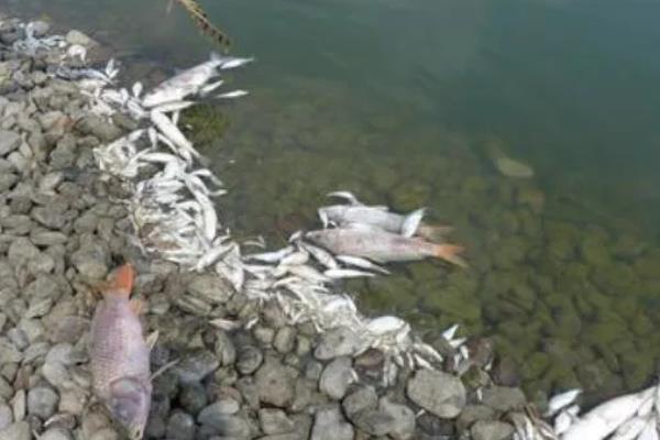 鱼种越冬死亡的原因，可能是水体缺氧所致