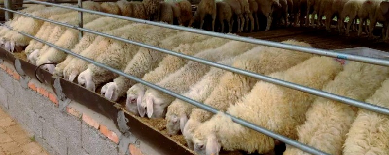 羊能长期吃脱霉剂吗，只在特殊情况下使用