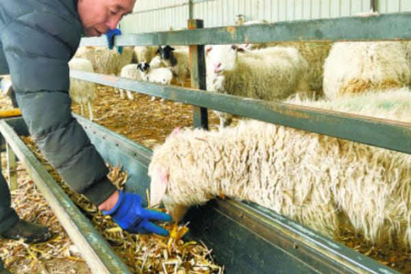 羊能长期吃脱霉剂吗,只在特殊情况下使用