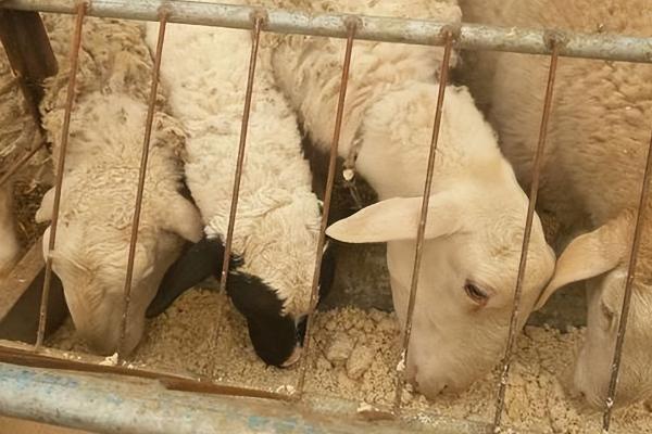 羊能长期吃脱霉剂吗,只在特殊情况下使用