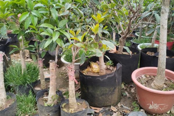 桂花苗的培育方法，生长期间每天要晒光5-6小时