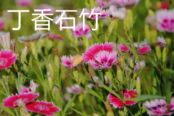 把石竹养在家里的作用,既能观赏又能起到净化空气等效果