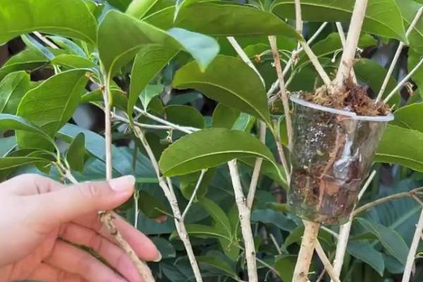 桂花苗的培育方法，生长期间每天要晒光5-6小时