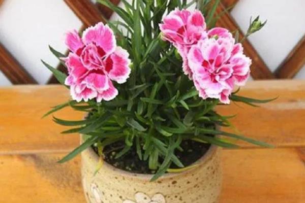 把石竹养在家里的作用,既能观赏又能起到净化空气等效果