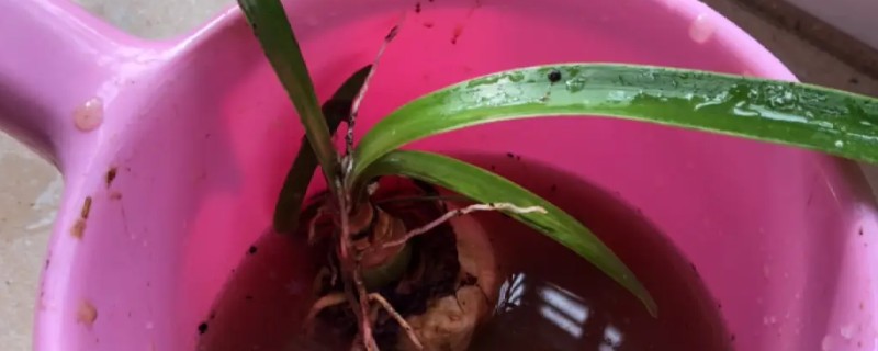 用高锰酸钾泡根要注意什么，要用纯净水配制药液