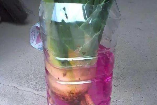 用高锰酸钾泡根要注意什么，要用纯净水配制药液