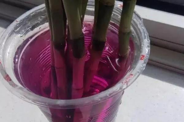 用高锰酸钾泡根要注意什么，要用纯净水配制药液