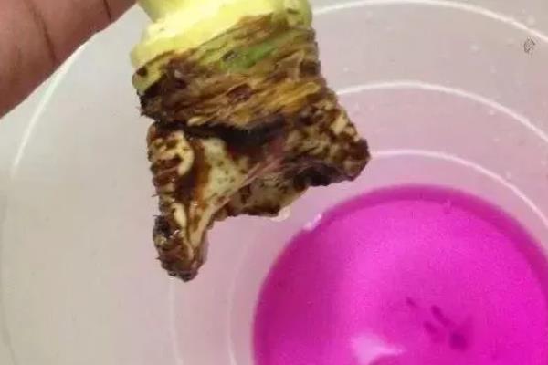 用高锰酸钾泡根要注意什么，要用纯净水配制药液