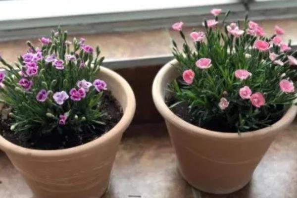 把石竹养在家里的作用,既能观赏又能起到净化空气等效果
