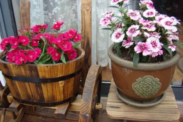 把石竹养在家里的作用,既能观赏又能起到净化空气等效果