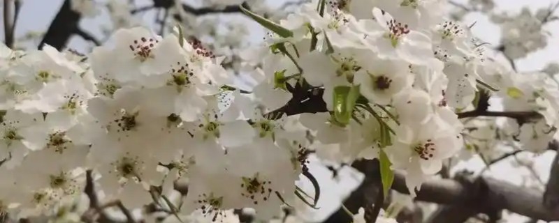 10月份梨花开放的原因，可能是未做好保叶工作所致