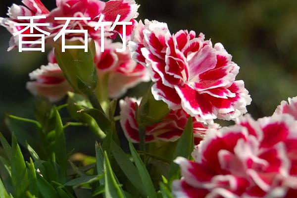 把石竹养在家里的作用,既能观赏又能起到净化空气等效果