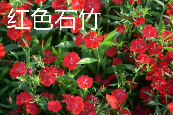 把石竹养在家里的作用,既能观赏又能起到净化空气等效果