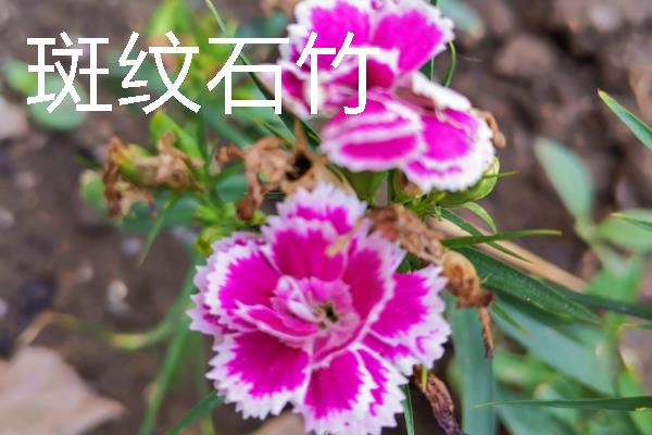 把石竹养在家里的作用,既能观赏又能起到净化空气等效果