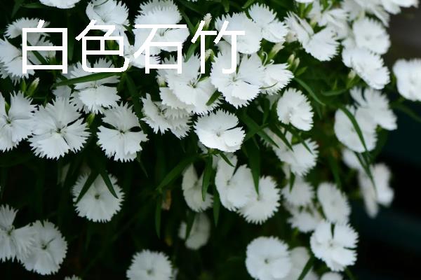 把石竹养在家里的作用,既能观赏又能起到净化空气等效果