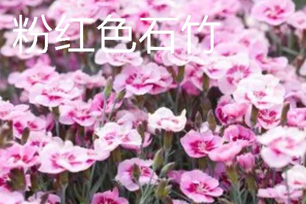 把石竹养在家里的作用,既能观赏又能起到净化空气等效果