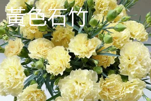 把石竹养在家里的作用,既能观赏又能起到净化空气等效果