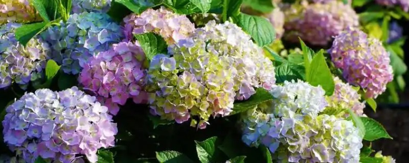 春天常见哪三种花，常见的有绣球花、大丽花等