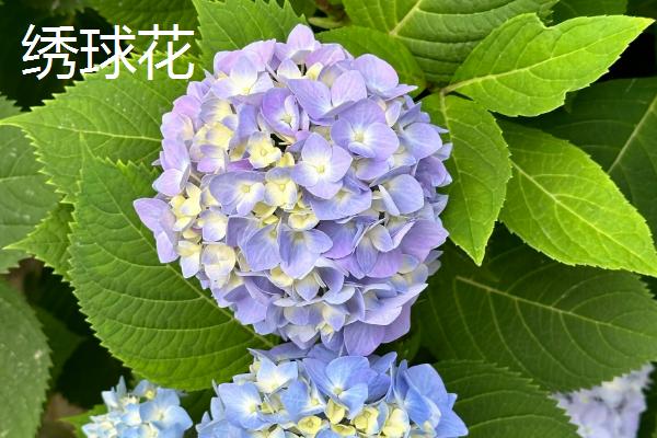 春天常见哪三种花，常见的有绣球花、大丽花等