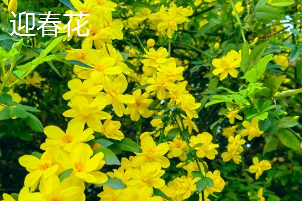 春天常见哪三种花，常见的有绣球花、大丽花等