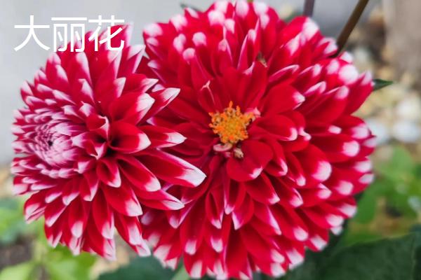 春天常见哪三种花，常见的有绣球花、大丽花等