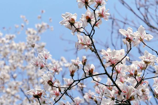 春天常见哪三种花，常见的有绣球花、大丽花等