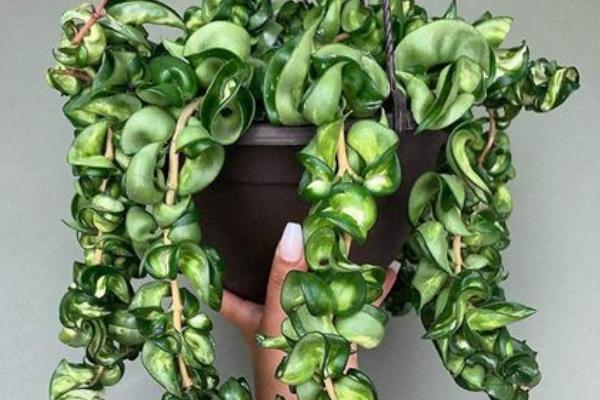 春天常见哪三种花，常见的有绣球花、大丽花等