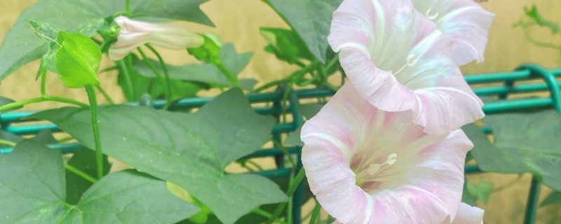牵牛花移栽多久能活，大概三天左右就可以存活