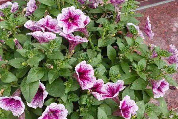 牵牛花移栽多久能活，大概三天左右就可以存活