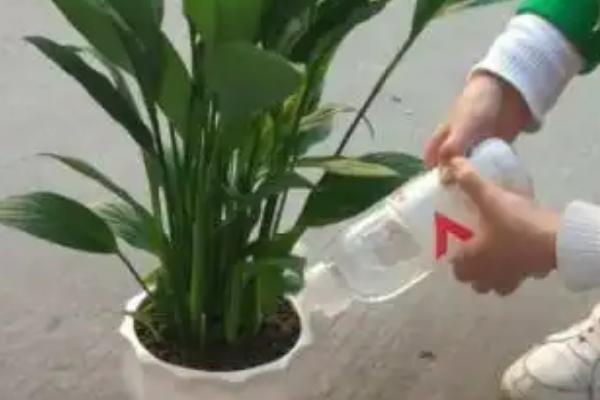 一帆风顺叶尖发黄干枯如何处理，应提供光照