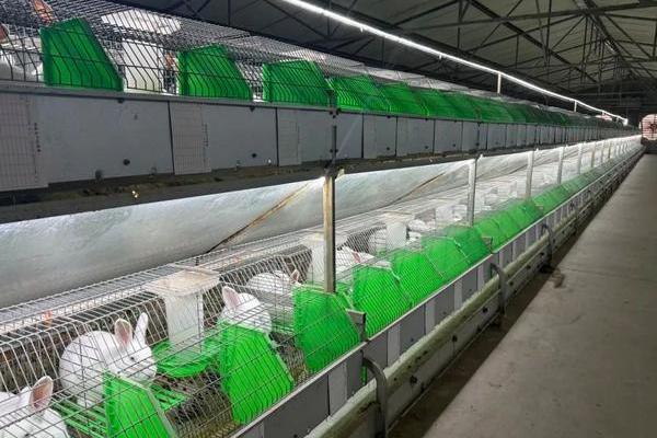 兔舍的建造方法，可以建成单列式或双列式
