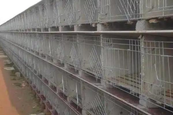 兔舍的建造方法，可以建成单列式或双列式