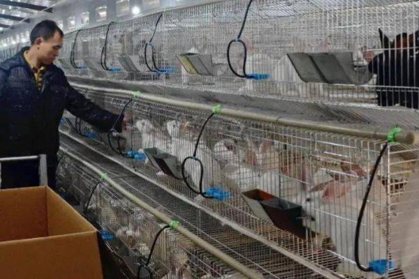 兔舍的建造方法，可以建成单列式或双列式