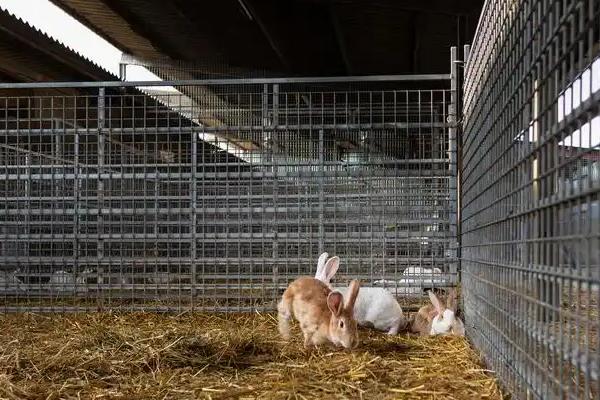 兔舍的建造方法，可以建成单列式或双列式