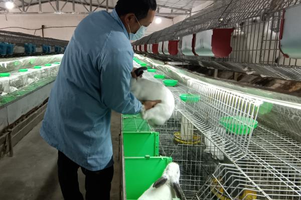 兔舍的建造方法，可以建成单列式或双列式