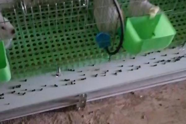 兔舍的建造方法，可以建成单列式或双列式