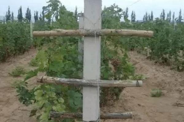 葡萄的种植方法，春季和秋季均可种植