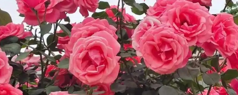 月季的施肥的方法，不同季节的施肥方法不同