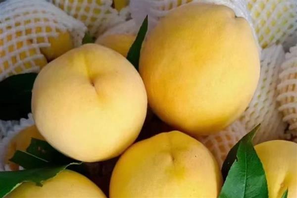 中国最好吃的黄桃，推荐炎陵黄桃、荣城黄桃等