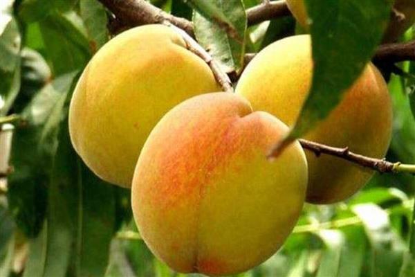 中国最好吃的黄桃，推荐炎陵黄桃、荣城黄桃等