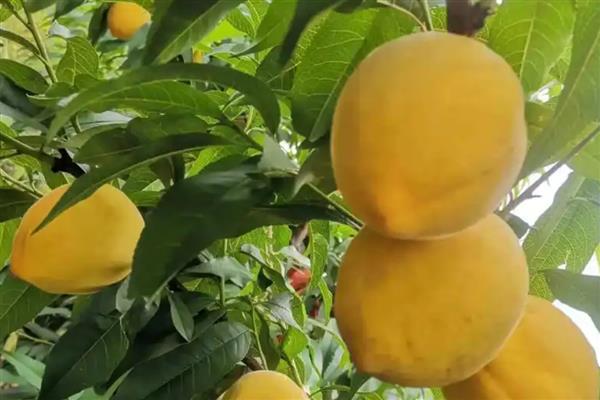 中国最好吃的黄桃，推荐炎陵黄桃、荣城黄桃等