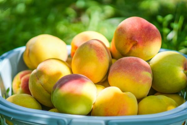 中国最好吃的黄桃，推荐炎陵黄桃、荣城黄桃等