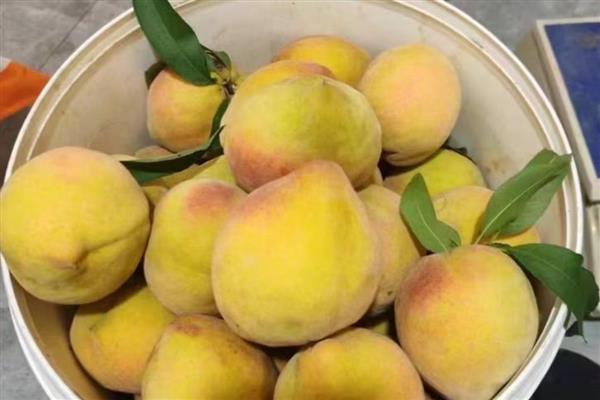 中国最好吃的黄桃，推荐炎陵黄桃、荣城黄桃等