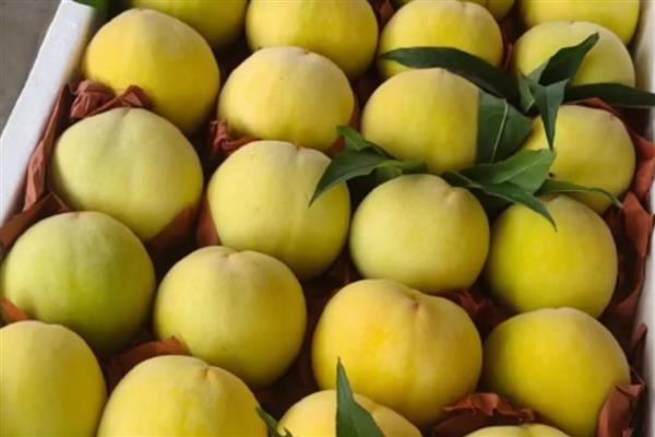 中国最好吃的黄桃，推荐炎陵黄桃、荣城黄桃等