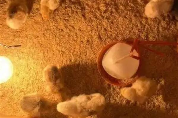 小鸡晚上要不要睡觉，睡觉时会趴在窝里缩成一团