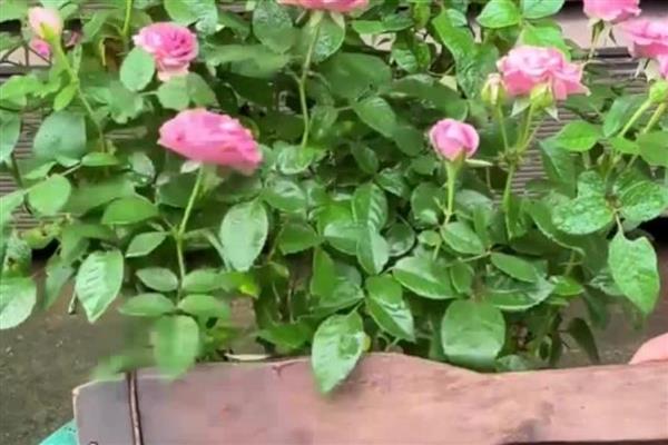 月季的施肥的方法，不同季节的施肥方法不同