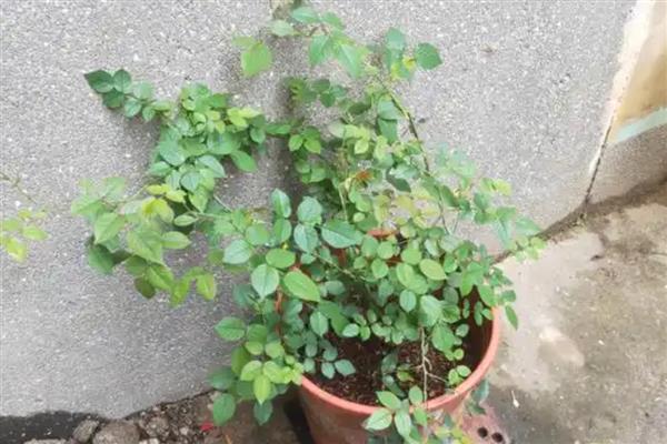 月季的施肥的方法，不同季节的施肥方法不同