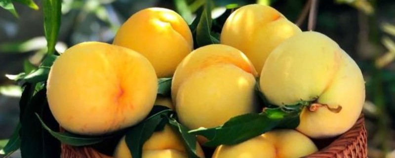 中国最好吃的黄桃，推荐炎陵黄桃、荣城黄桃等