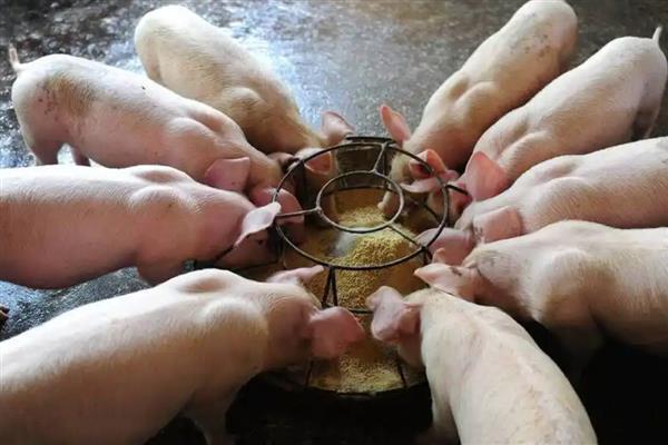 猪蓝耳病可以用什么药，可以用氟康王、强力霉素等
