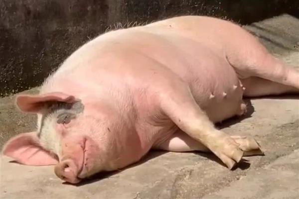 猪蓝耳病可以用什么药，可以用氟康王、强力霉素等